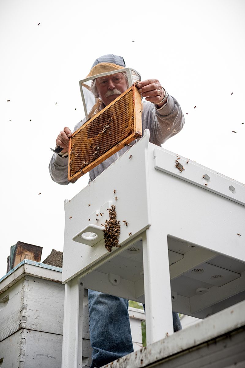 Sauvez les abeilles de votre jardin avec Bee Hive