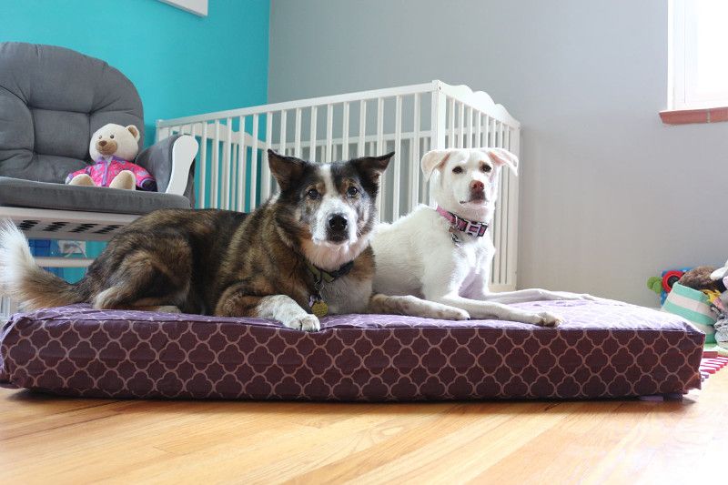 Upcycle Hack: transformez un matelas de berceau en lit pour chien avec Molly Mutt