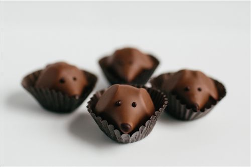 Chiots au beurre de cacahuète: découvrez les délicieux chocolats en forme de chien de Gearharts