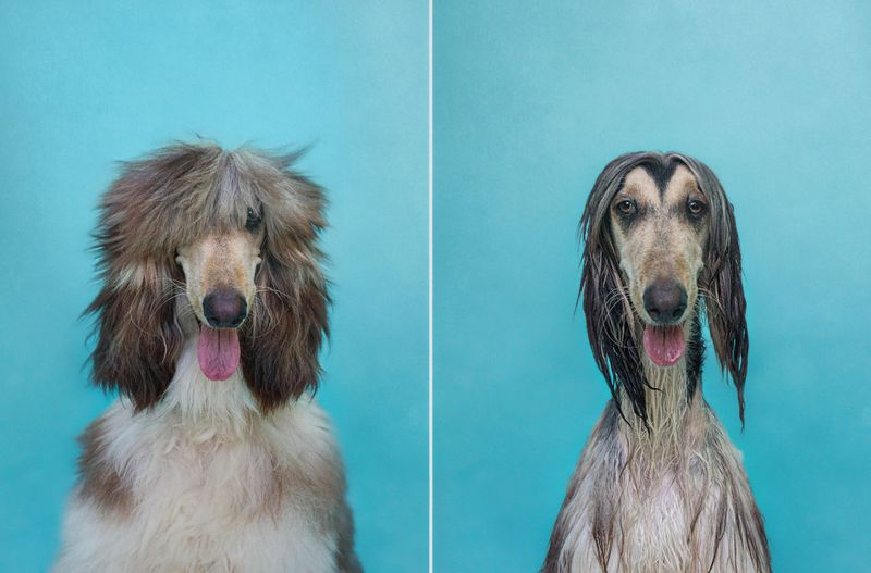 Série de photos de chiens secs et mouillés par Serena Hodson