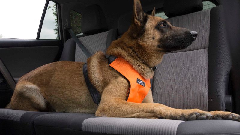 Sleepypod Clickit Sport: ceinture de sécurité et harnais de marche pour chien 2 en 1